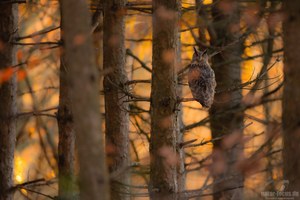 Wenn das Licht den Wald in Gold taucht