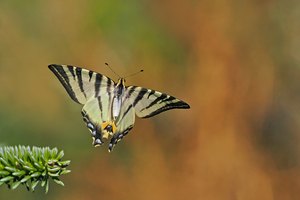 Sommerlicher Segelfalter