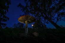 Mond an Fliegenpilz