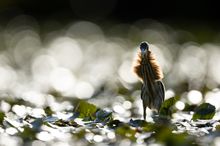 Licht und Schattenjäger