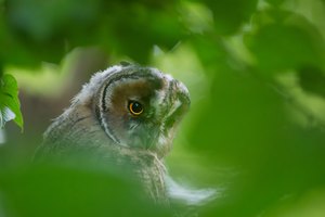 Versteckt im Gebüsch