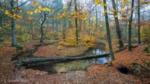 Und Blattl'n Foin A Von De Bam