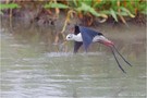 Stelzenläufer (Himantopus himantopus)