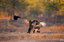 Sie kämpfen auf Augenhöhe