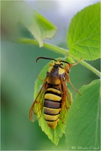 Hornissen-Glasflügler (Sesia apiformis)