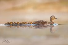 Morgengold auf stillem Wasser - Entenfamilie