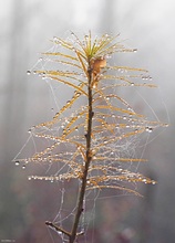 Tautropfenlametta fürs Lärchenbäumchen