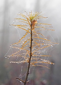Tautropfenlametta fürs Lärchenbäumchen