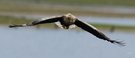 Seeadler