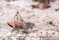 Westliche Beißschrecke