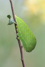 Grünes Tröpfchen....