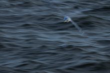 Möwe auf den Wellen