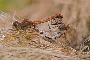 Überrascht war ich,als ich heute bei 14° und etwas Sonne