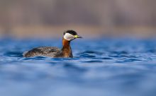 Rothalstaucher vom Frühjahr