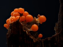 Rotköpfiger Schleimpilz