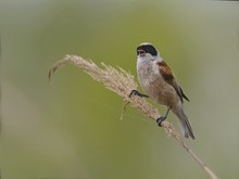 Beutelmeisen - mit Maske unterwegs