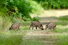 Auf den Spuren der Wildschweine