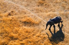 im Okavangodelta lebender Elefant