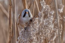 Männliche Bartmeise