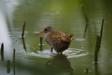 Wasserralle traut sich ins Offene