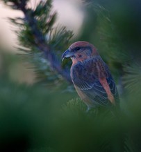 Fichtenkreuzschnabel