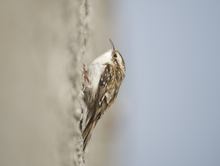 Mauerläufer ? ...natürlich nicht, sondern ein Waldbaumläufer !