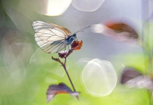 Die Leichtigkeit des Seins