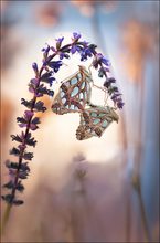 Kleiner Perlmuttfalter