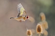 Die Samen der wilden Karde sind schon reif,