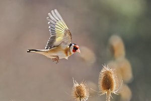 Die Samen der wilden Karde sind schon reif,