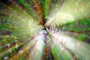 Weißer Farn gewischt