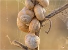 Schnecken