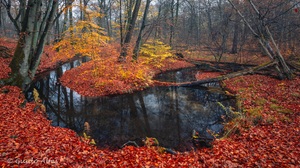 Träge fließt er hin...