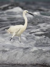 Egretta garzetta - unter Wasser