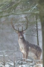 Während es schneit tritt ein Damhirsch