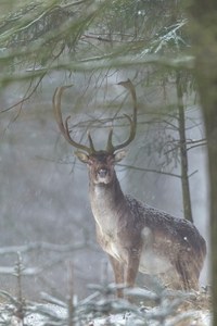 Während es schneit tritt ein Damhirsch