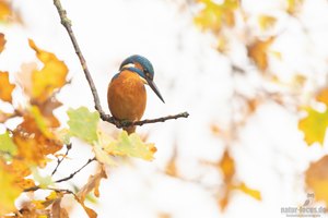 Neulich an der Eichenschaukel...