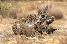 Gerangel unter Halbstarken