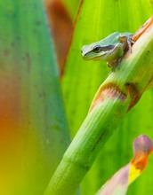 Kleiner Laubfrosch im Umfeld