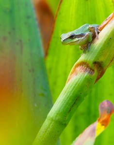 Kleiner Laubfrosch im Umfeld