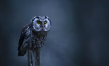 Raufußkauz im letzten Licht