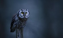 Raufußkauz im letzten Licht