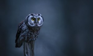 Raufußkauz im letzten Licht