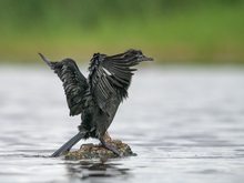 Zwergscharbe und Sauwetter