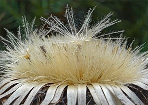 Silberdistel