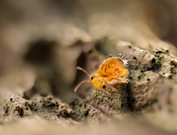 Bunter Kugelspringer