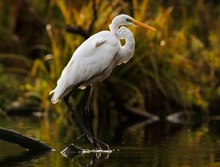 Geschenktes Vetrauen