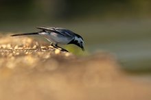 Bachstelze morgens am See