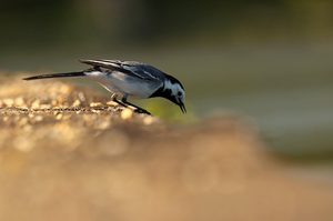 Bachstelze morgens am See