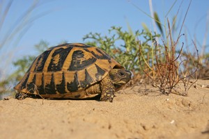 Griechische Landschildkröte